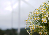 Daisies bouquet outdoor in the background of a windmill field                         
