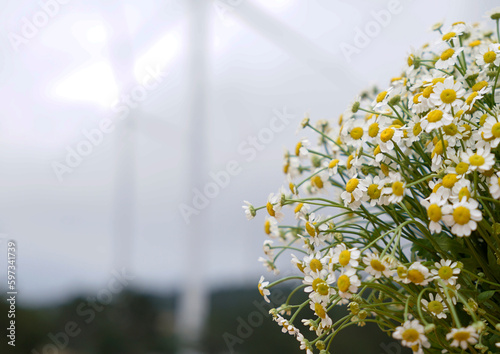 Daisies bouquet outdoor in the background of a windmill field                          photo