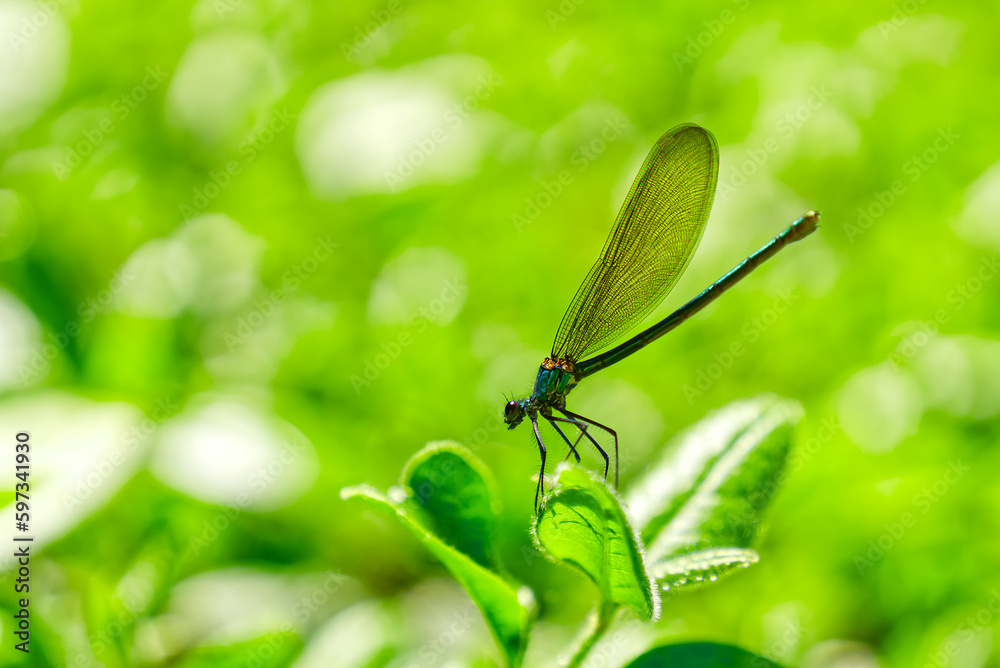 green dragonfly close up. Macro shots nature scene dragonfly. green dragonfly in the nature habitat. Calopteryx splendens male green dragonfly close up. Macro shots nature scene dragonfly. green dragonfly in the nature habitat. Calopteryx splendens male