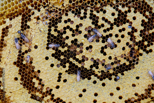 Close-up view of bees with honeycomb 
