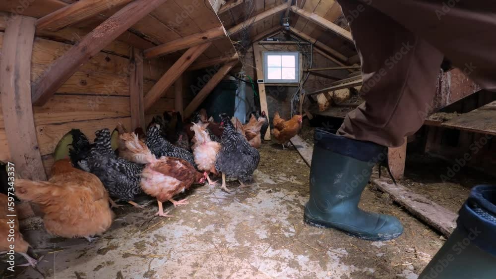 Man using snow shovel to clean or remove animal waste from chicken coop. Animals are cage free organically raised. Man using snow shovel to clean or remove animal waste from chicken coop. Animals are cage free organically raised.
