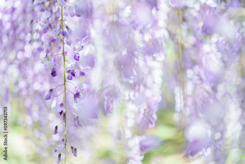 Obraz premium 藤の花