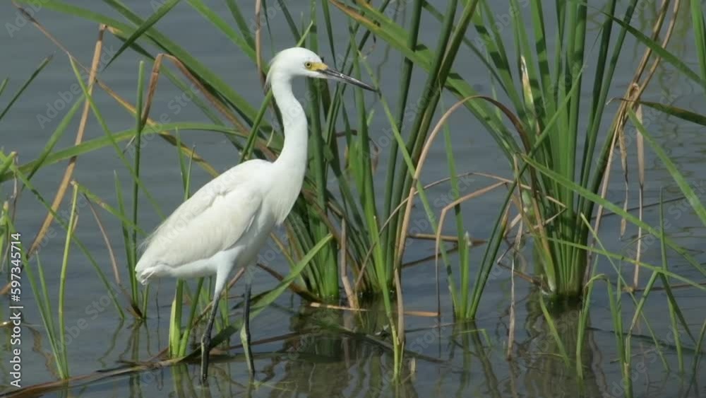 White snowy egret hunting in water at Turnbull coastal wildlife refuge in Port Aransas Texas in North America White snowy egret hunting in water at Turnbull coastal wildlife refuge in Port Aransas Texas in North America
