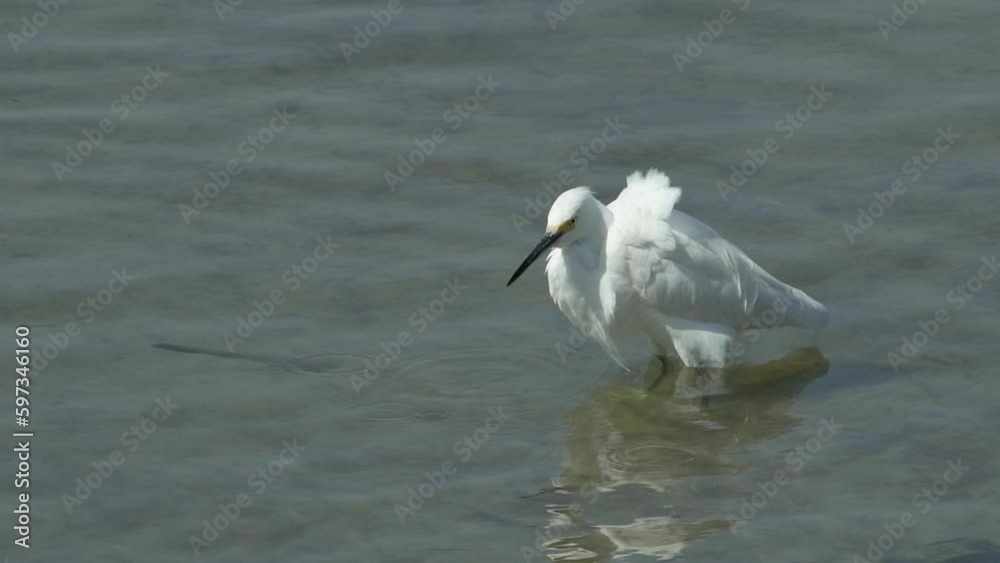 Beautiful white snowy egret standing in water at Turnbull coastal wildlife refuge in Port Aransas Texas in North America Beautiful white snowy egret standing in water at Turnbull coastal wildlife refuge in Port Aransas Texas in North America