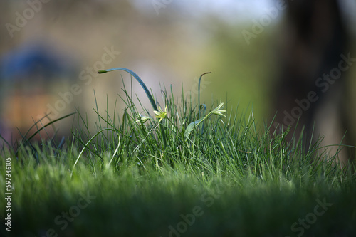 Fresh green spring grass blades in close up © NetPix