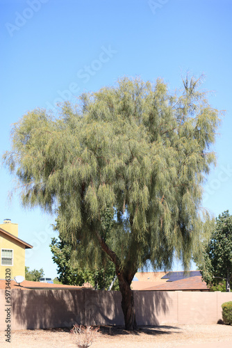 Acacia stenophylla or Shoestring Acacia tree in Phoenix, AZ