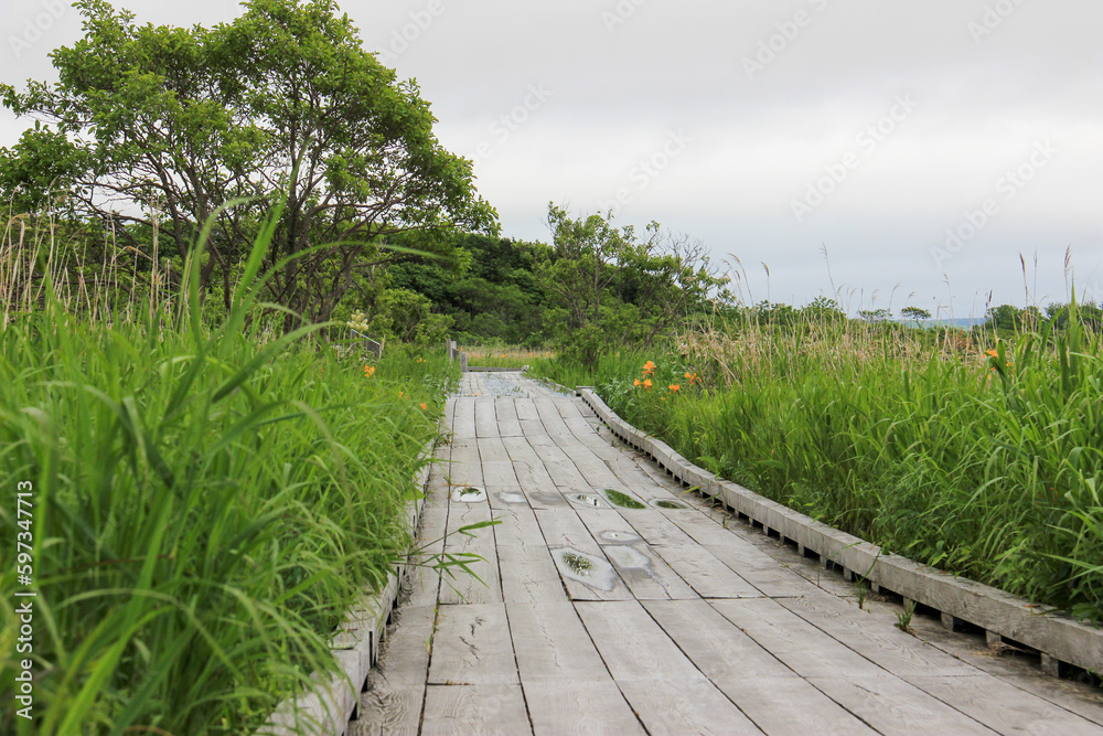 湿原の木道
