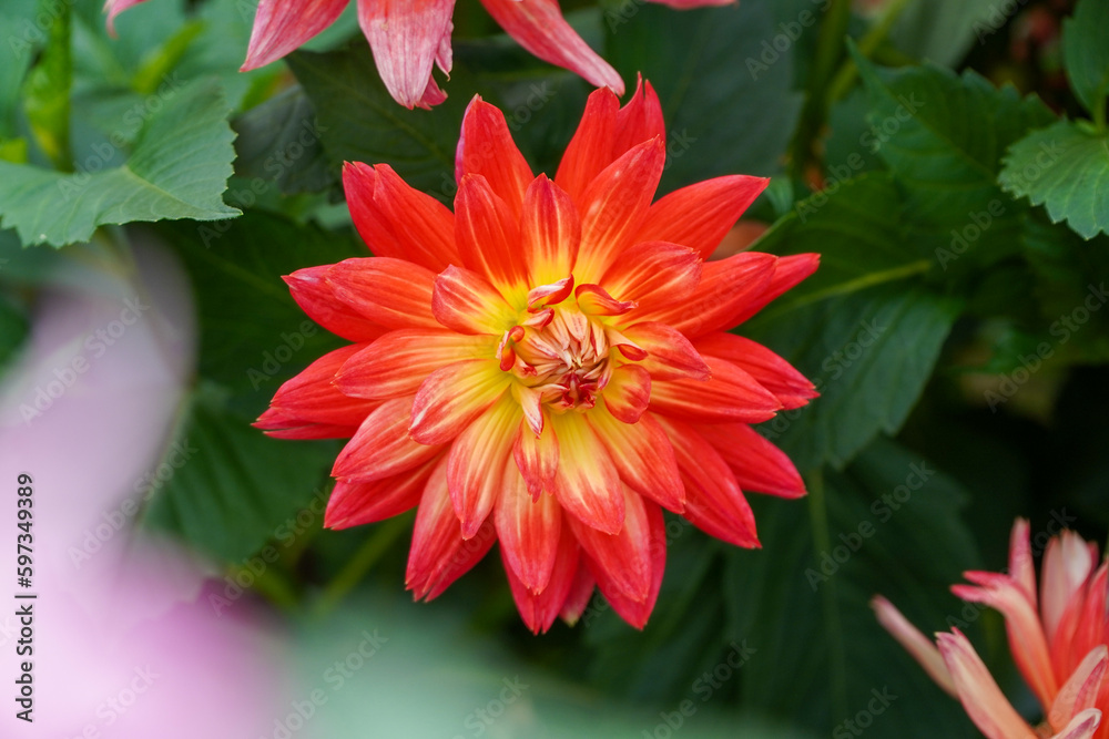 Beautiful Red Yellow Dahlia flower can using for background