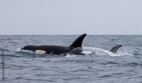 Orcas, killer whales, orcinus orca, white orca 