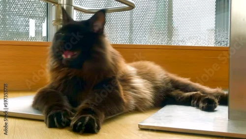 Big black and brown Maine Coon cat panting while resting on the floor