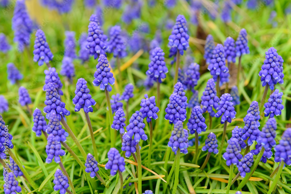 Beautiful hyacinth flowers blooming outdoors, closeup Beautiful hyacinth flowers blooming outdoors, closeup