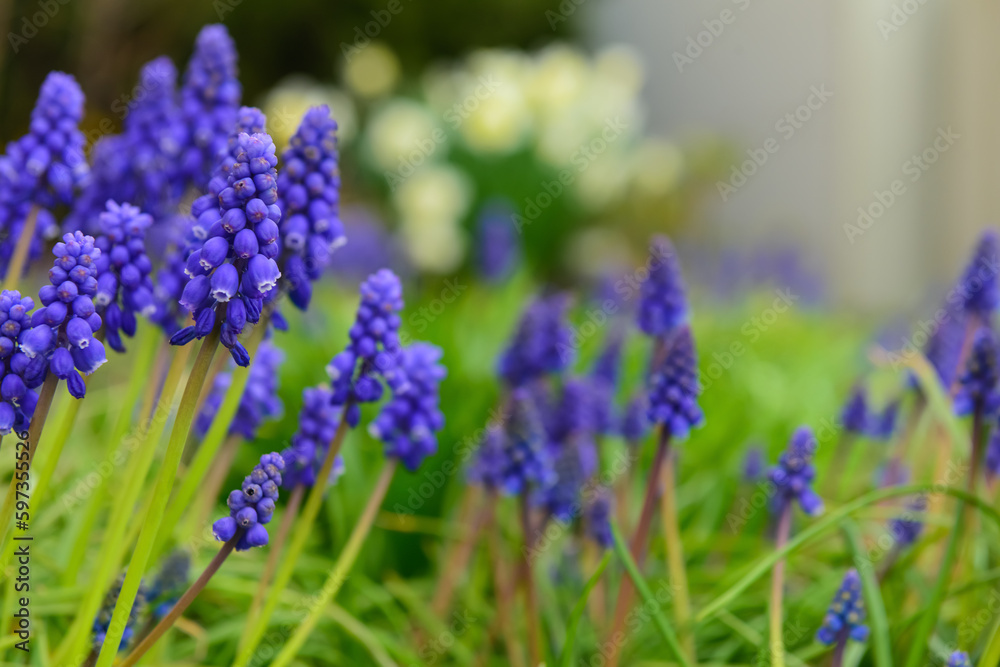 Fototapeta premium Beautiful hyacinth flowers blooming outdoors, closeup