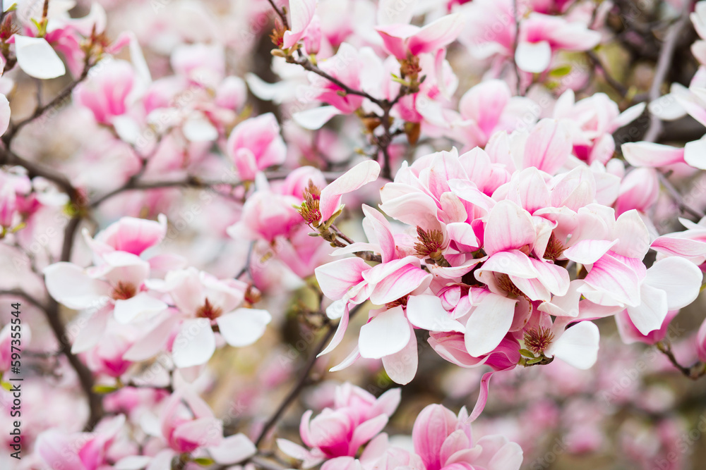 Spring time - magnolia