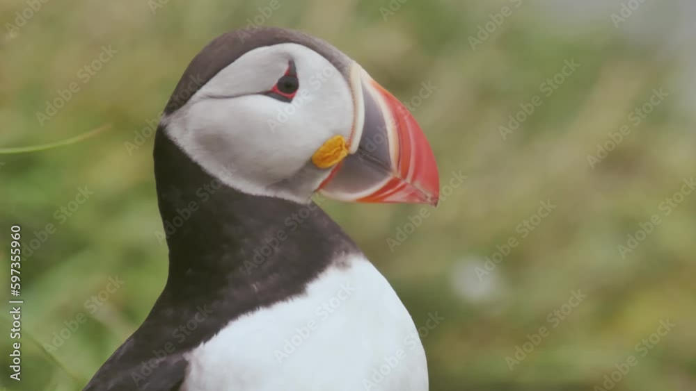 Atlantic puffin on the Westfjords of Iceland looking around Atlantic puffin on the Westfjords of Iceland looking around
