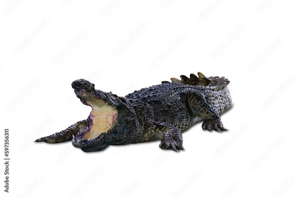 Naklejka premium The crocodile's head and body have strong front legs. . On a white background.with 