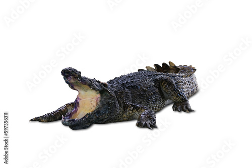 The crocodile s head and body have strong front legs. . On a white background.with 