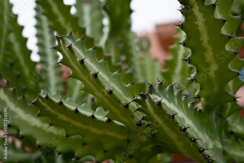 Green cereus repandus cactus details under the bright light. Giant cactus pictured at sunrise.  photo