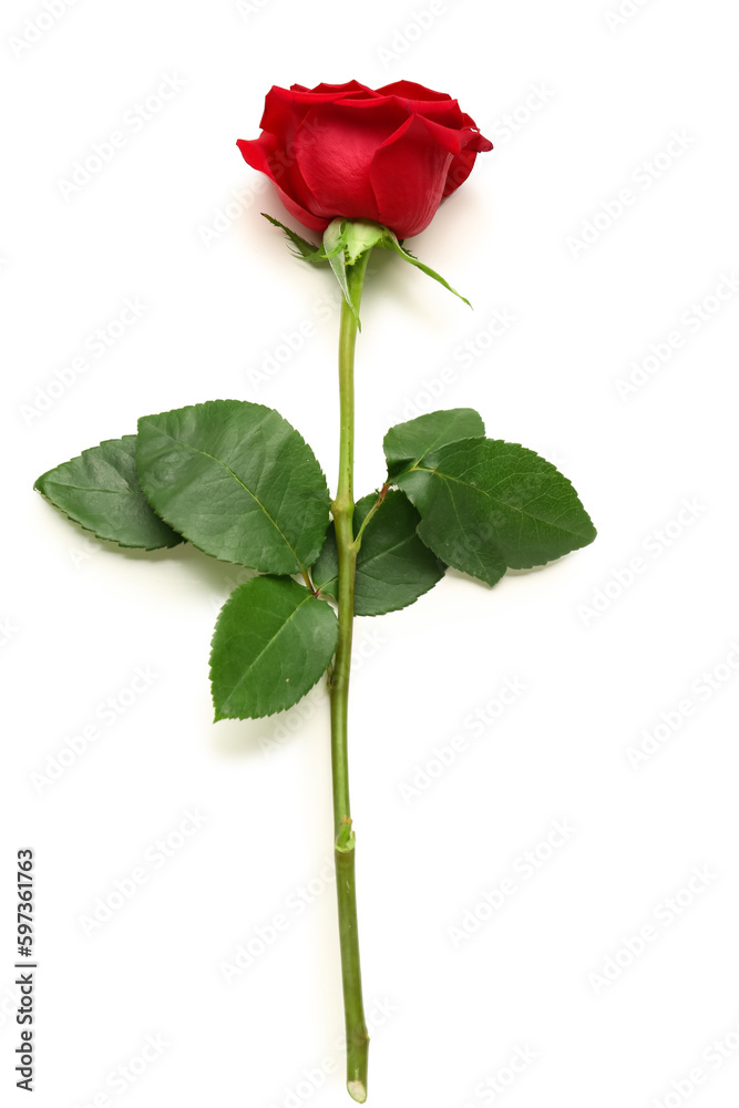 Obraz premium Beautiful red rose on white background