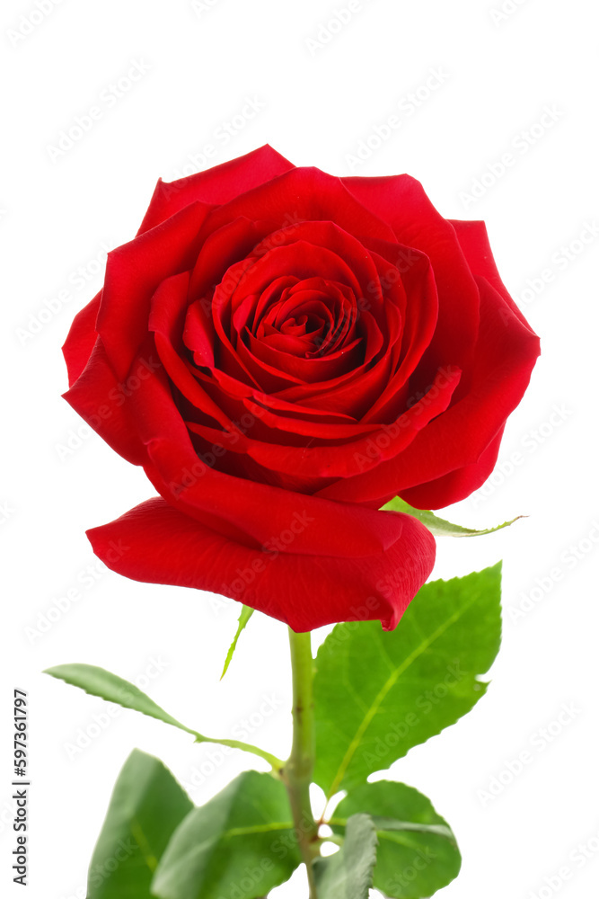 Beautiful red rose on white background Beautiful red rose on white background