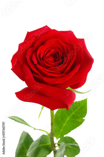 Beautiful red rose on white background