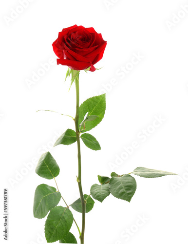 Beautiful red rose on white background © Pixel-Shot
