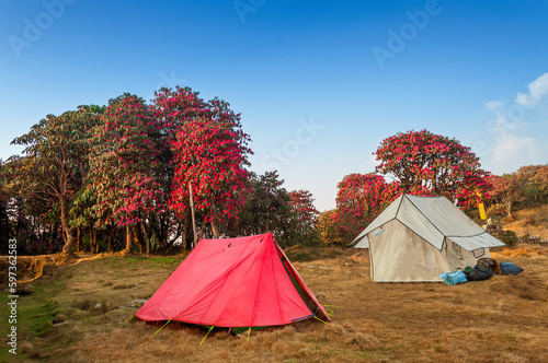 Varsey Rhododendron Sanctuary or Barsey Rhododendron Sanctuary, in the Singalila Range in western Sikkim, India. Trekkers camps with surrounding Rhododendron flowers, Rhododendron niveum tree.