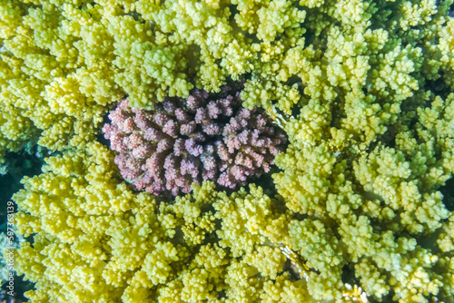 lilac corals between yellow corals in the red sea marsa alam egypt detail