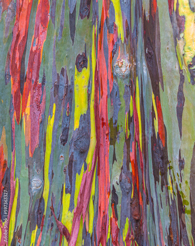 Closeup of Patterns in the Trunk of a Rainbow Eucalyptus Tree (Eucalyptus deglupta), Kauai, Hawaii, USA photo
