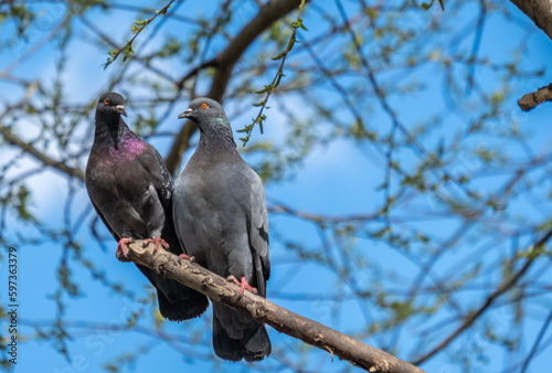 Two pigeons on a tree branch against the sky.