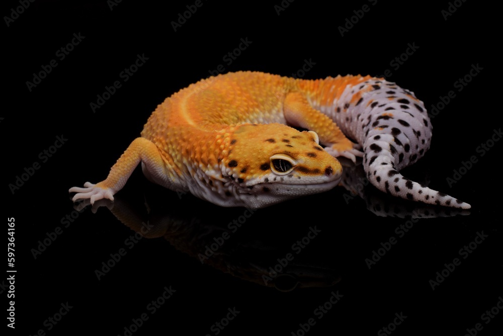 Fototapeta premium leopard gecko lizard,black background, eublepharis macularius