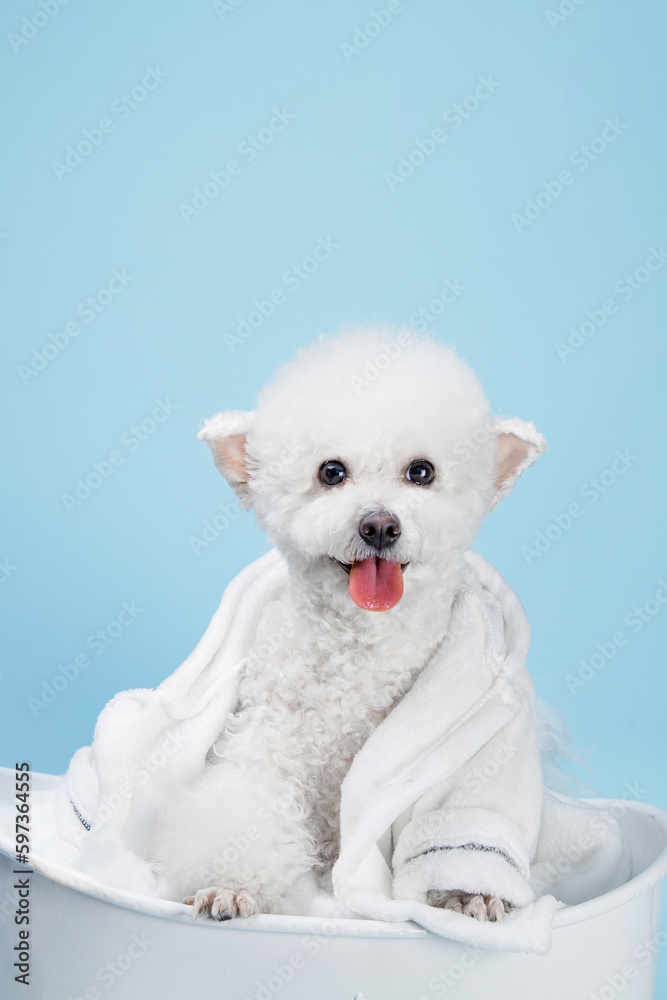 White poodle bathtub wearing bath towel, indoors, clean blue background