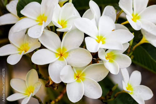 White Plumeria Obtusa flowers in bloom, tropical plant as a background at natural light © photobyevgeniya