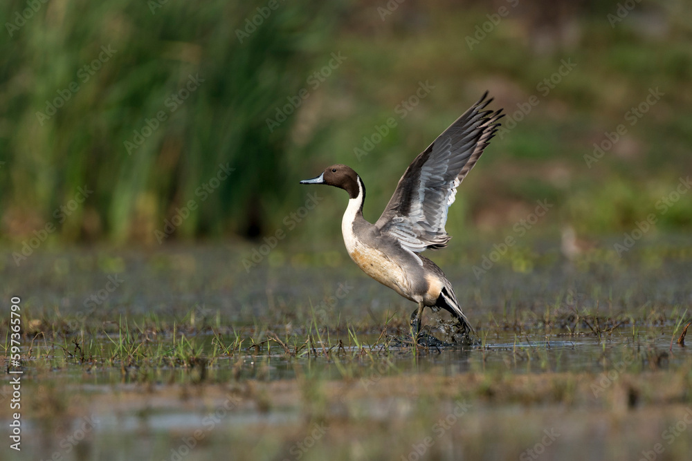 Northern pintail bird flying out of water with use of selective focus Northern pintail bird flying out of water with use of selective focus