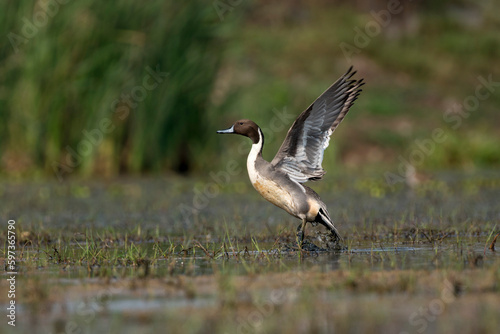 Northern pintail bird flying out of water with use of selective focus