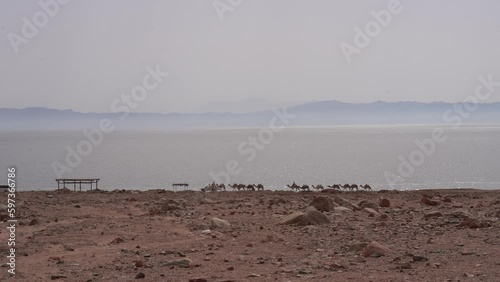 Tourist Camel Ride Tour by the Red Sea - Static Wide photo