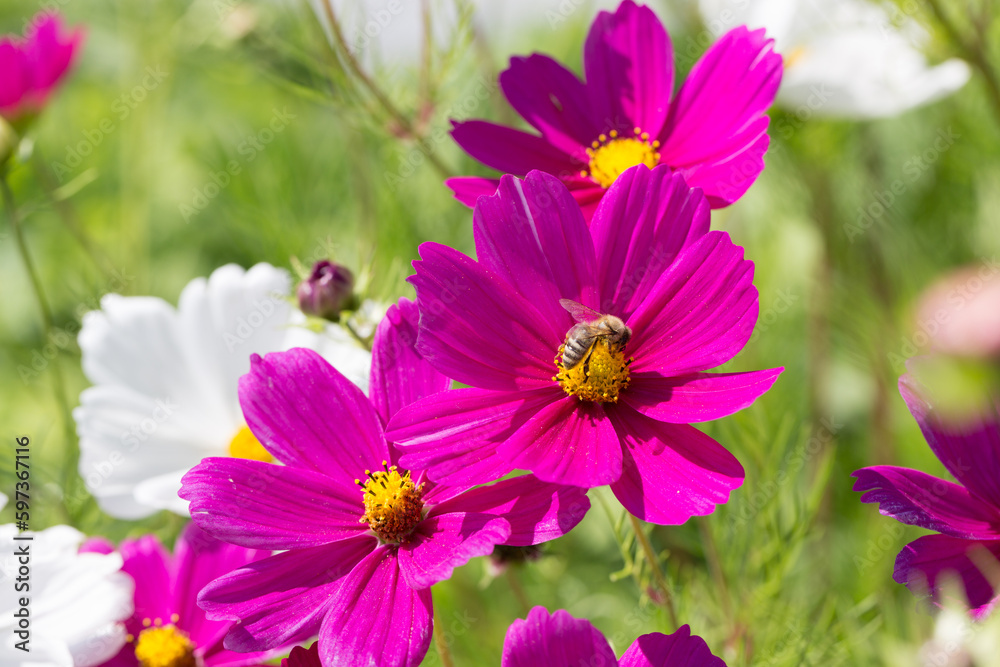 Field of flowers with beautiful delicate and filigree cosmea flowers in magenta and white Field of flowers with beautiful delicate and filigree cosmea flowers in magenta and white