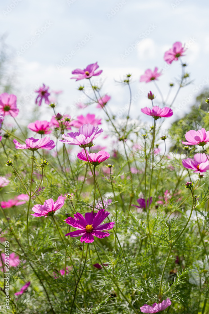 Field of flowers with beautiful delicate and filigree cosmea flowers in magenta and white