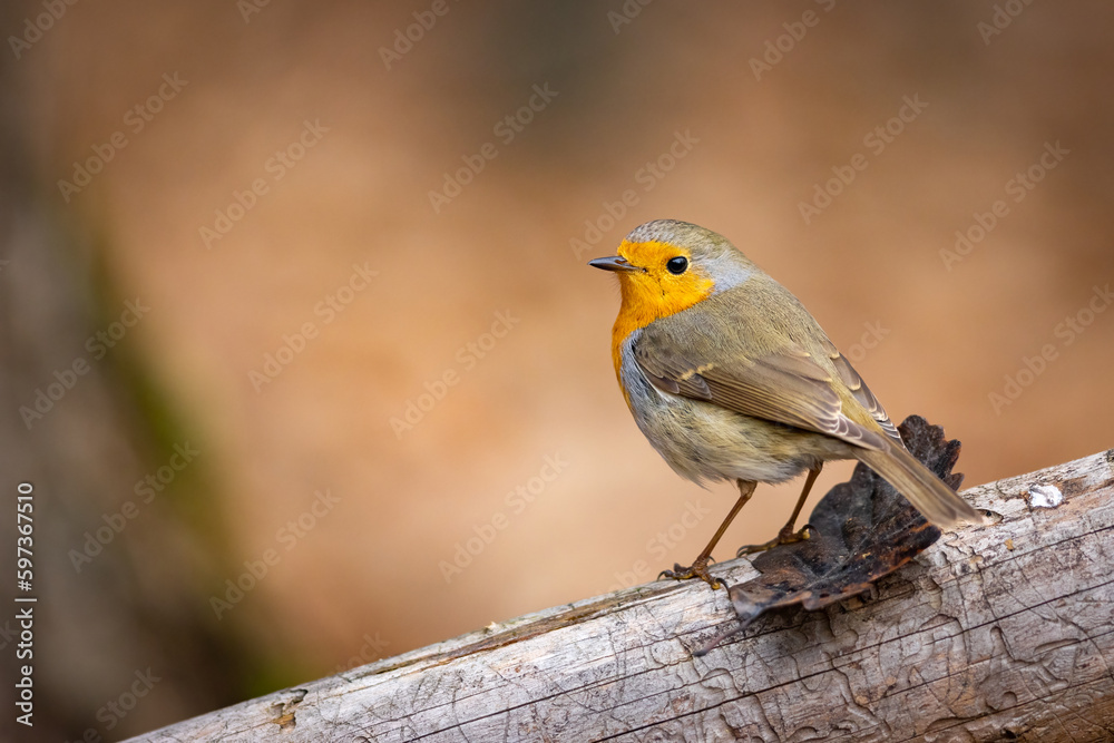 Erithacus rubecula. European robin sitting on the branch in the forest. Wildlife