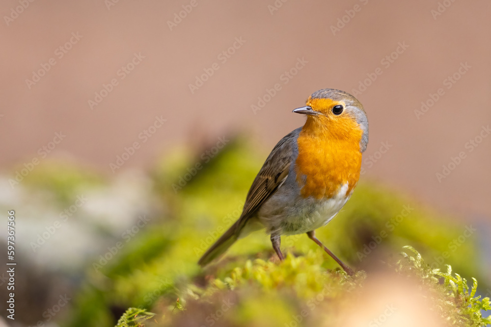 Erithacus rubecula. European robin sitting on the branch in the forest. Wildlife Erithacus rubecula. European robin sitting on the branch in the forest. Wildlife