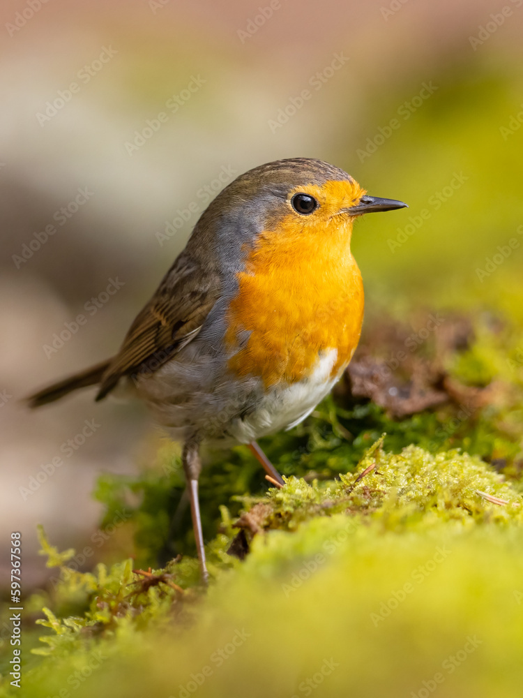 Erithacus rubecula. European robin sitting on the branch in the forest. Wildlife Erithacus rubecula. European robin sitting on the branch in the forest. Wildlife