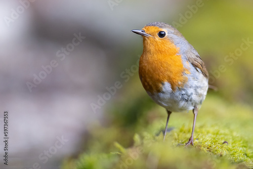 Erithacus rubecula. European robin sitting on the branch in the forest. Wildlife © Branislav