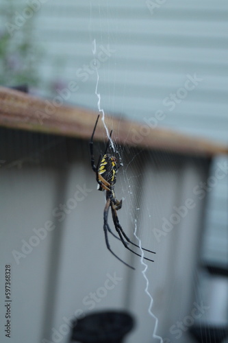 Writing Spider