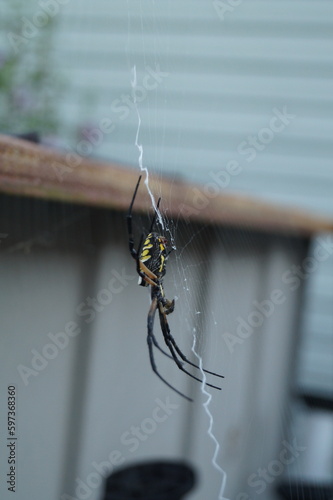 Writing Spider