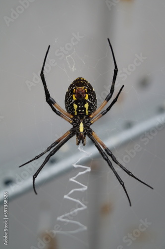 Writing Spider