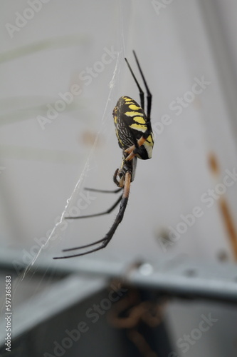 Writing Spider