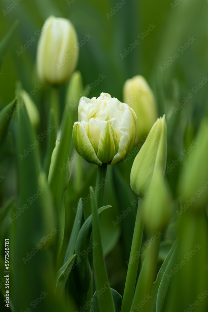 Fototapeta premium white, cream full tulips in the garden against the background of greenery