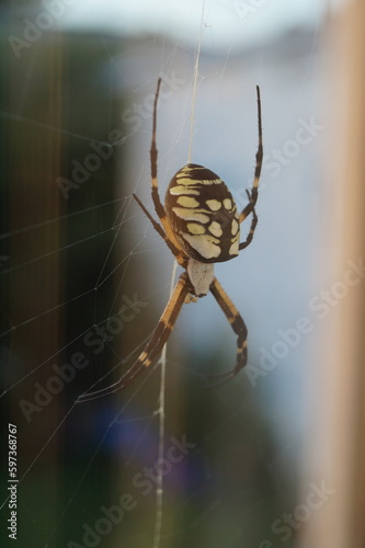 Writing Spider