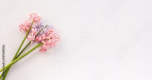 Pink and lilac hyacinth flowers on white background with copy space. Women and Mothers Day greeting card. Birthday congratulations note flat lay. Writing wishes for Valentines Day.