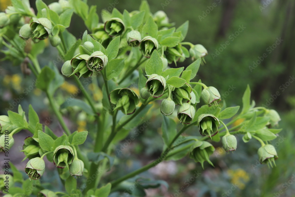 Helleborus foetidus. Stinking hellebore blossom in springtime. Helleborus foetidus. Stinking hellebore blossom in springtime.