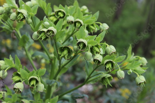 Helleborus foetidus. Stinking hellebore blossom in springtime. photo